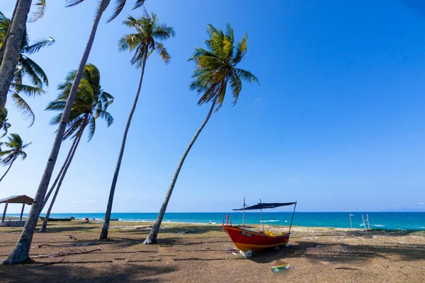 Quels sont les meilleurs spots pour observer les baleines à bosse en Australie?