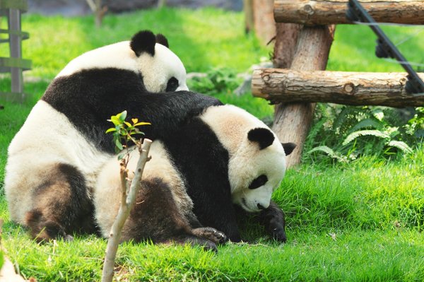 Quels sont les meilleurs spots pour observer les pandas en liberté en Chine?
