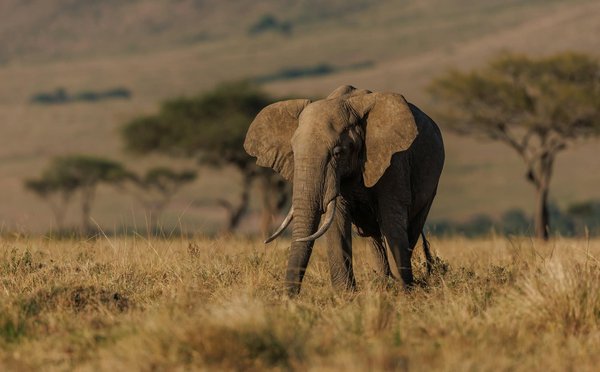 Où participer à une expédition pour observer les éléphants au Botswana?